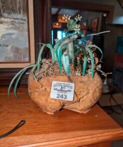 Artificial plant in Burl