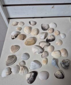 Seashells number 1
