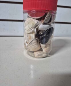 Seashells number 2