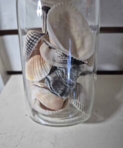 Seashells number 4