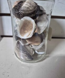 Seashells number 5