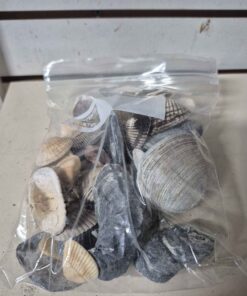 Seashells number 6