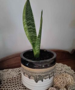 Healthy young snake plant
