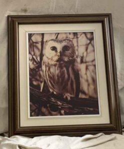 Framed with Matte Beautiful Photo of Great Owl