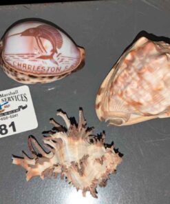 Sea and Souvenir Shells