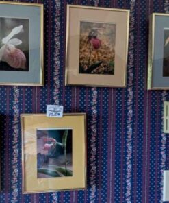 Framed Floral Photographs