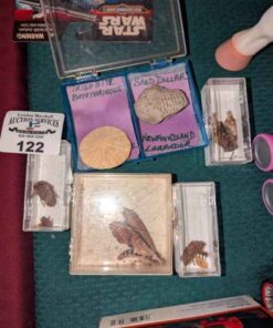 Moth and Shell specimens