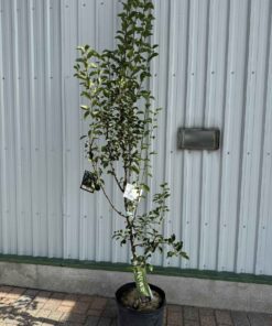 Pear Tree