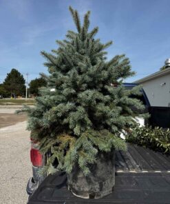 Blue Spruce Tree