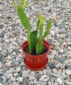 Cactus number one
