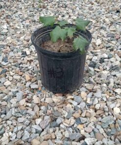 Norway maple pot # 3