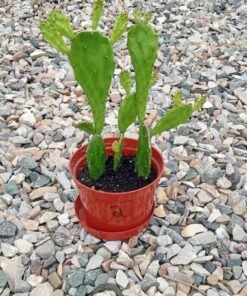 Prickly pear cactus number two
