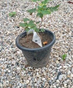 Silver maple pot of 2. # 2