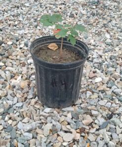Norway maple pot # 4