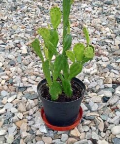 Prickly pear cactus number 3