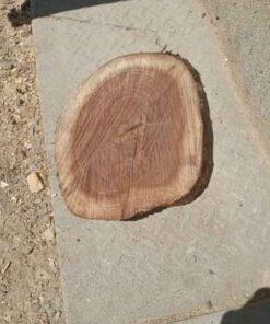 Black walnut cookie # 4