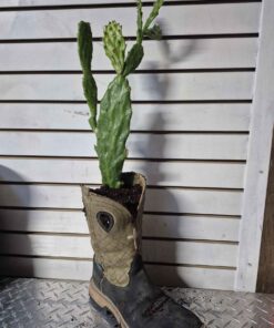 Right Western Boot with prickly pear cactus