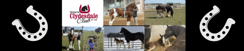 Ontario Clydesdale Club Fund Raiser November 17, 2025