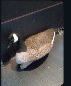 Goose decoy