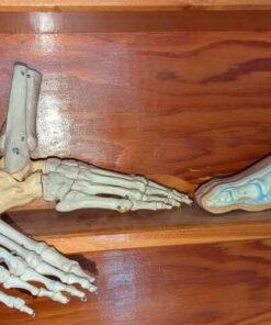 Skeletal, etc foot models