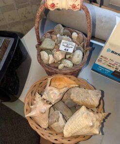 Assorted shells and minerals, etc