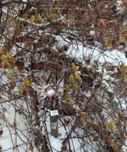 Dual Axle Trailer frame