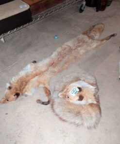 Fox Stole and Muff