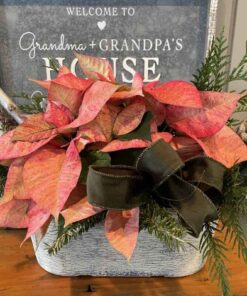 Fresh unique coloured poinsettia and greens centrepiece.