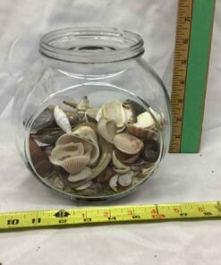 Goldfish Bowl with Shells