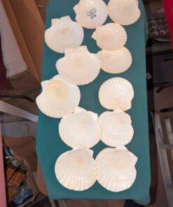 Baking Shell set