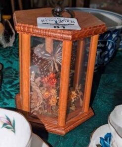 Butterfly Taxidermy diorama