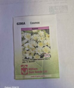 Xanthos cosmos seeds