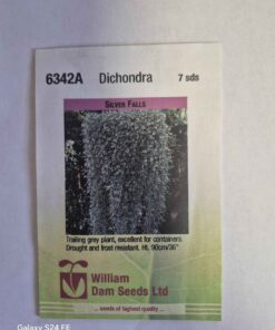 Silver falls Dichondra seeds