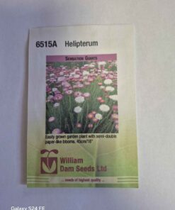Sensation Giants Helipterum seeds