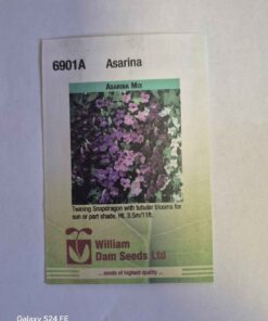 Asarina mix asarina seeds