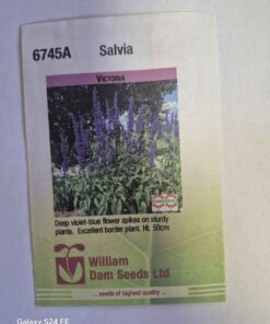 Victoria salvia seeds