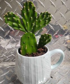 Cactus plant white Cup