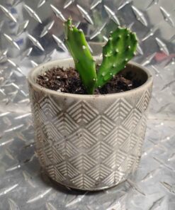 Cactus plant in brown diamond planter