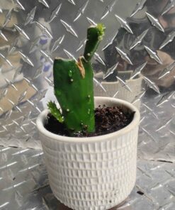 Cactus plant In white and pink planter