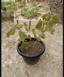 Lot 3 - 2 Maple trees