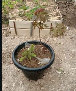 Lot 4 - 1 Maple 1 Pine tree