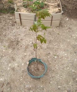 Lot 2 - 1 Maple tree