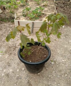 Lot 1 - 2 Maple trees