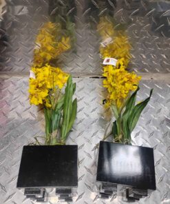 Qty 2 14" phaleanopsis decor