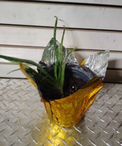 Aloe Vera plant