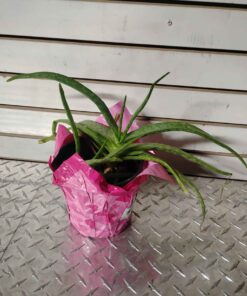 Aloe Vera plant
