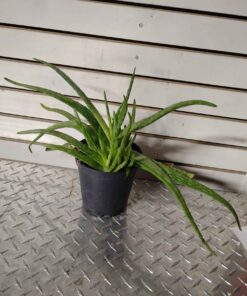 Aloe Vera plant