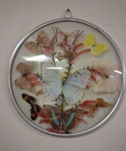 Unique glass REAL butterfly display