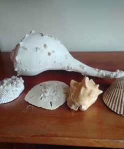 5 assorted shells