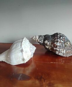 2 large unique shells